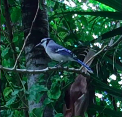 Blue Jay 