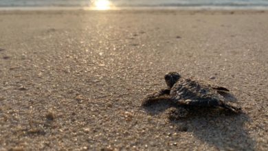 Archie Carr National Wildlife Refuge. Tortugas marinas