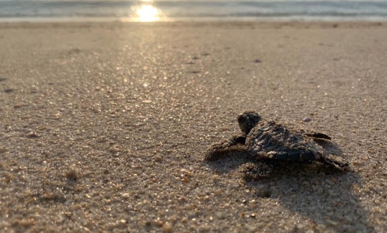 Archie Carr National Wildlife Refuge. Tortugas marinas