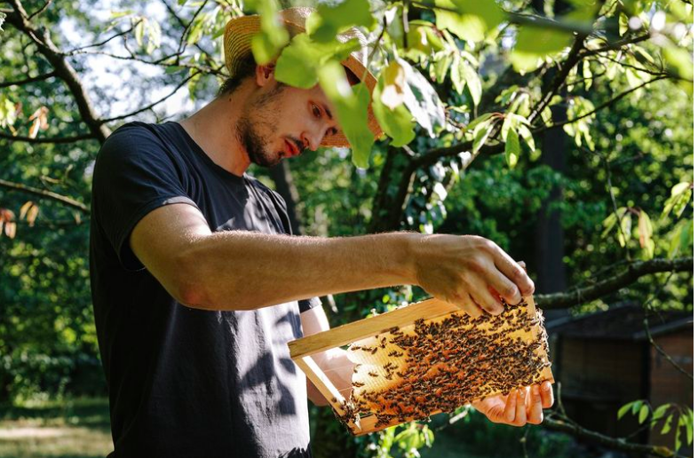 Diferencias entre colmena y panal - MAES HONEY