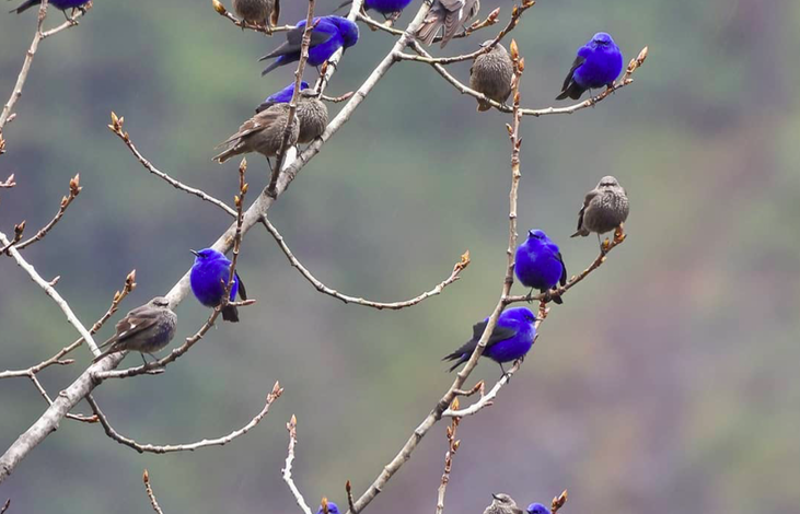 grandalas birds