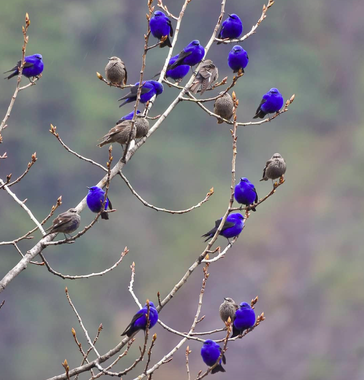 grandalas birds