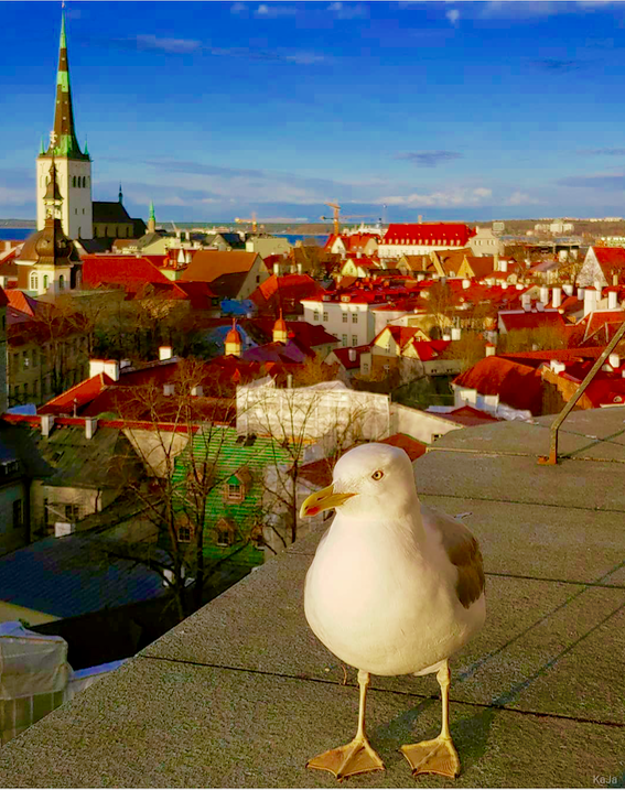 estonia, tallinn