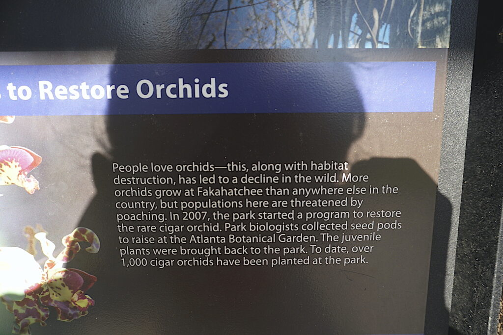 cigar orchid