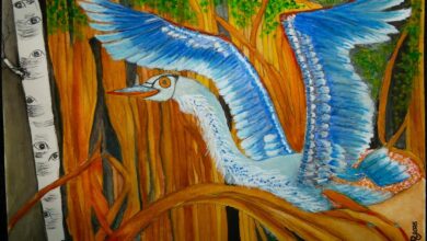 everglades flamingo