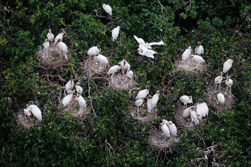 nidos cigueñas Everglades