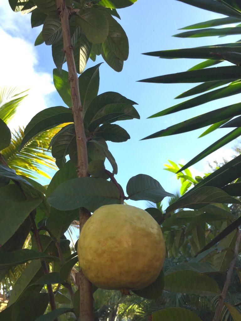 arbol de guayaba