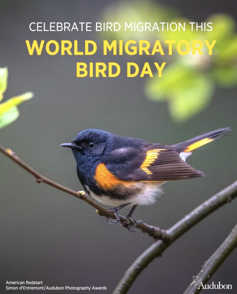 World Migratory Bird Day